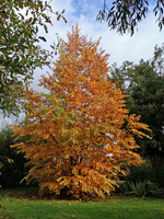 Schaugarten Saubergen Familie Österreicher Kuchenbaum im Herbstlaub